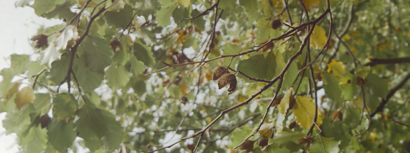 Autumn Colours