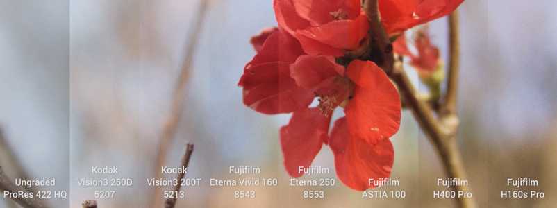 Filmconvert Film Stock Emulation on BMPCC ProRes footage